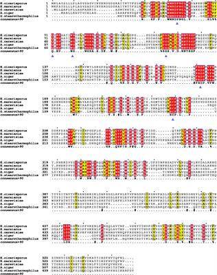 The Important Roles Played in Substrate Binding of Aromatic Amino Acids in Exo-Inulinase From Kluyveromyces cicerisporus CBS 4857